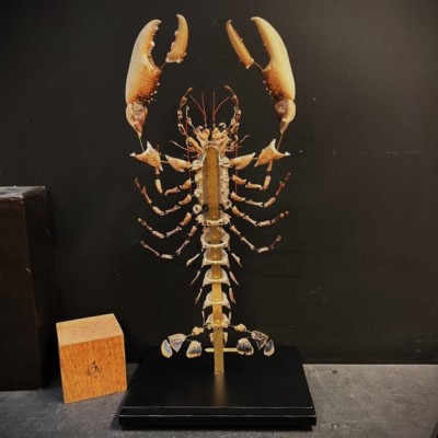 Homard européen - Eclaté à la Beauchêne sous vitrine de verre