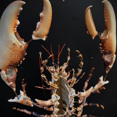 Homard européen - Eclaté à la Beauchêne sous vitrine de verre