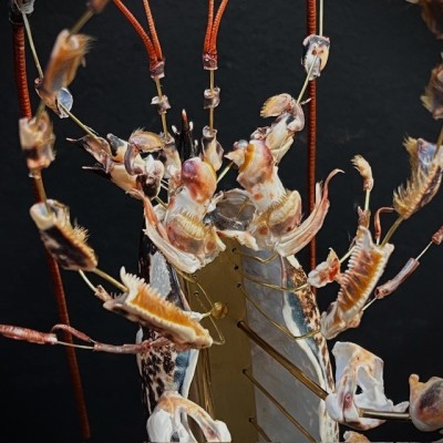 Homard européen - Eclaté à la Beauchêne sous vitrine de verre