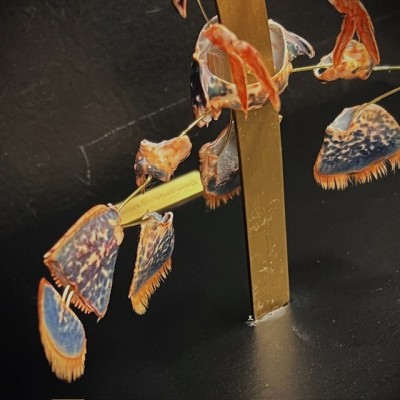 Homard européen - Eclaté à la Beauchêne sous vitrine de verre