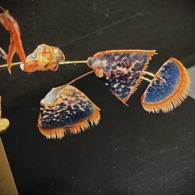 Homard européen - Eclaté à la Beauchêne sous vitrine de verre