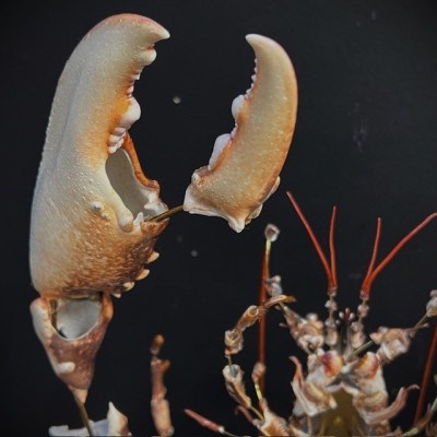 Homard européen - Eclaté à la Beauchêne sous vitrine de verre