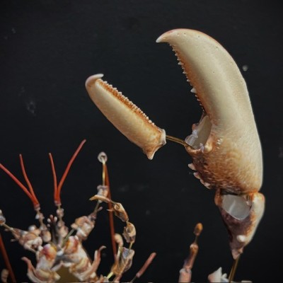 Homard européen - Eclaté à la Beauchêne sous vitrine de verre