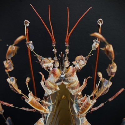 Homard européen - Eclaté à la Beauchêne sous vitrine de verre