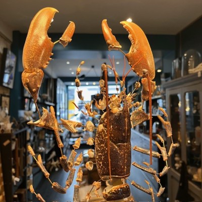 Homard européen - Eclaté à la Beauchêne sous vitrine de verre