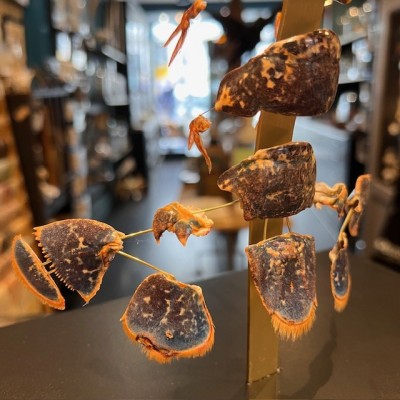 Homard européen - Eclaté à la Beauchêne sous vitrine de verre