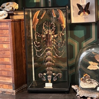 Homard européen - Eclaté à la Beauchêne sous vitrine de verre