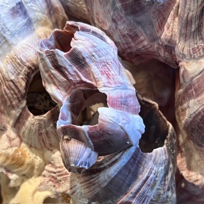 Barnacle - Crustacean - Shellfish on round base - Balanus perforatus
