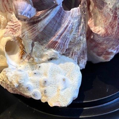 Coquillage de Balane commune sur socle en bois