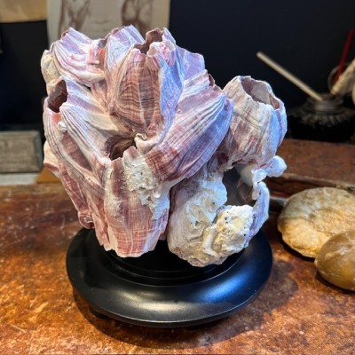 Barnacle - Crustacean - Shellfish on round base - Balanus perforatus
