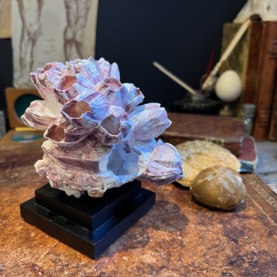 Coquillage de Balane commune sur socle en bois