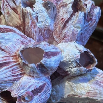 Coquillage de Balane commune sur socle en bois