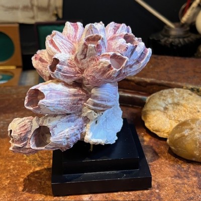 Coquillage de Balane commune sur socle en bois