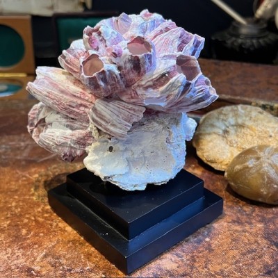 Coquillage de Balane commune sur socle en bois