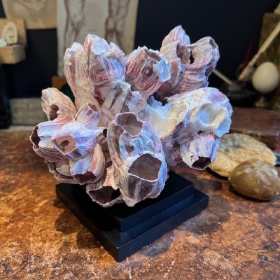 Coquillage de Balane commune sur socle en bois