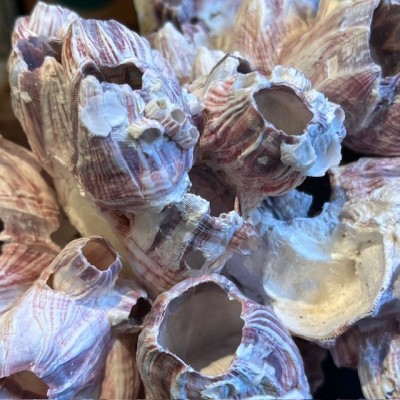 Coquillage de Balane commune sur socle en bois