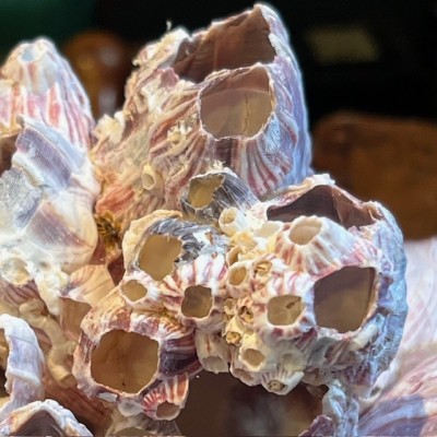 Coquillage de Balane commune sur socle en bois