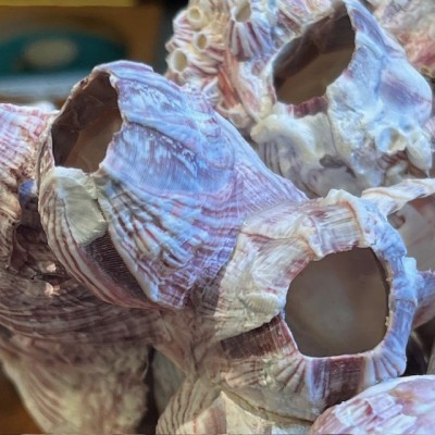 Coquillage de Balane commune sur socle en bois