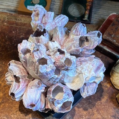 Coquillage de Balane commune sur socle en bois