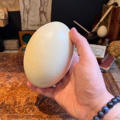Greater rhea egg - South American bird