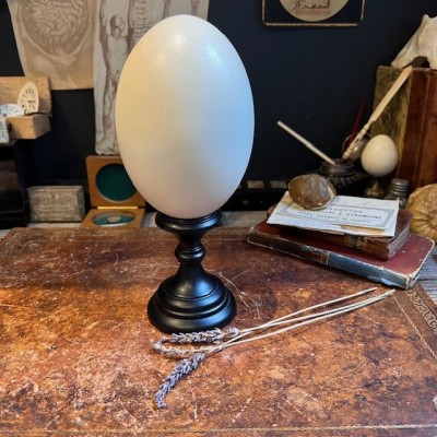 Greater rhea egg - South American bird
