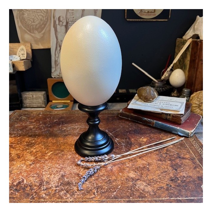 Greater rhea egg - South American bird Greater rhea egg - South American bird