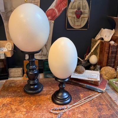 Greater rhea egg - South American bird