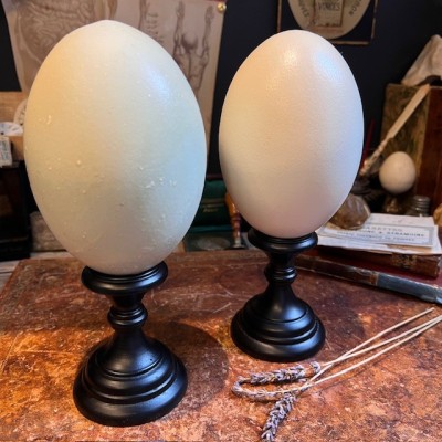 Greater rhea egg - South American bird