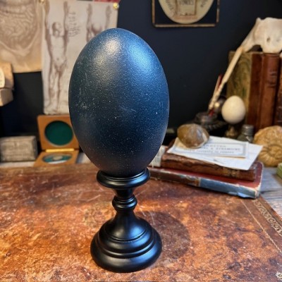 Emu egg - Empty egg