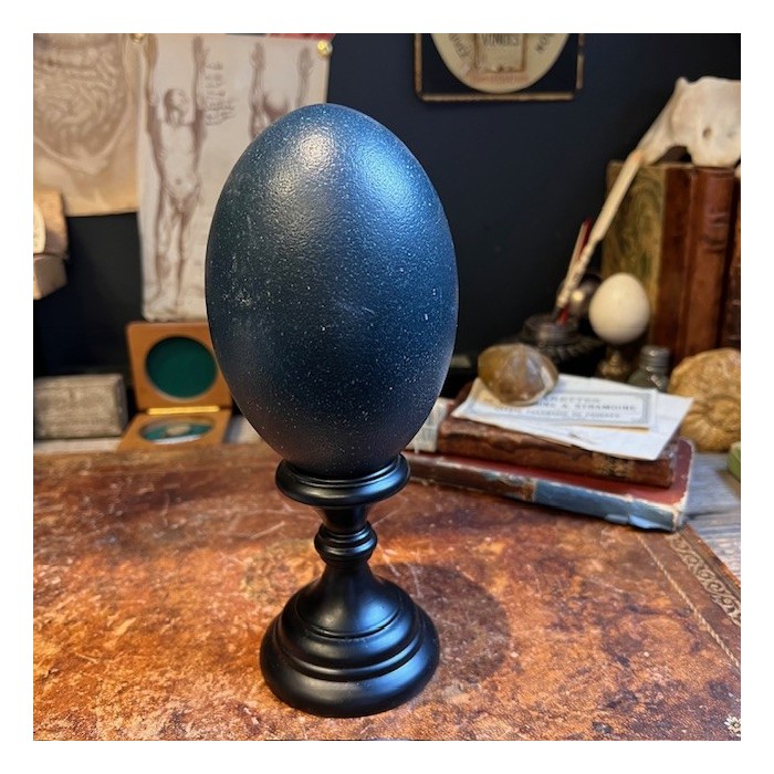 Emu egg - Empty egg
