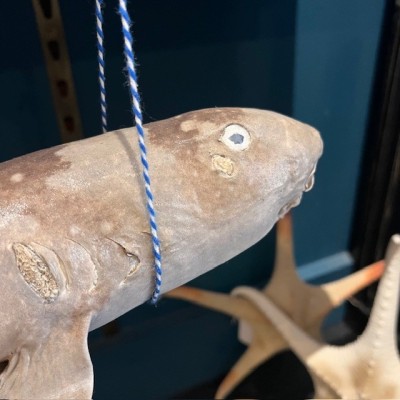 Requin Chabot Bambou naturalisé - Chiloscyllium punctatum