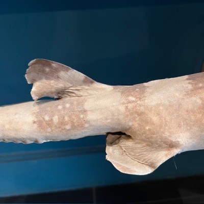 Requin Chabot Bambou naturalisé - Chiloscyllium punctatum