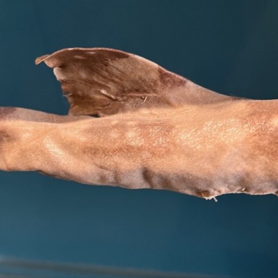 Requin Chabot Bambou naturalisé - Chiloscyllium punctatum