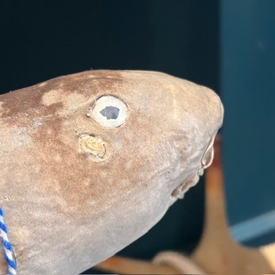 Requin Chabot Bambou naturalisé - Chiloscyllium punctatum