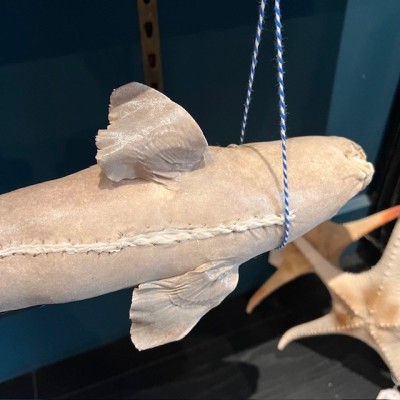 Requin Chabot Bambou naturalisé - Chiloscyllium punctatum