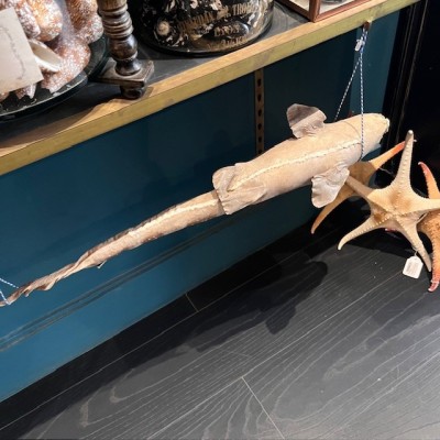 Requin Chabot Bambou naturalisé - Chiloscyllium punctatum