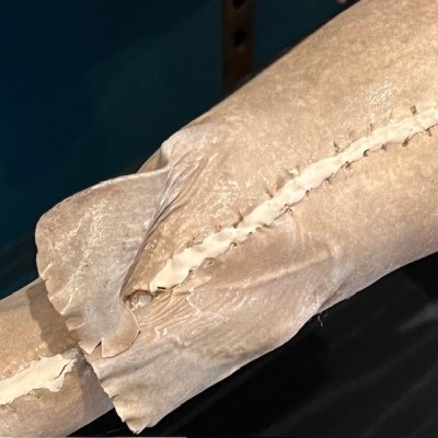 Requin Chabot Bambou naturalisé - Chiloscyllium punctatum