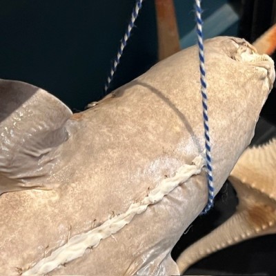 Requin Chabot Bambou naturalisé - Chiloscyllium punctatum