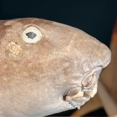 Requin Chabot Bambou naturalisé - Chiloscyllium punctatum