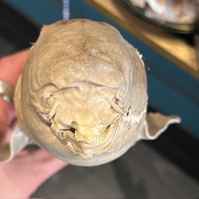 Requin Chabot Bambou naturalisé - Chiloscyllium punctatum