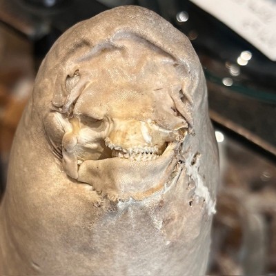 Requin Chabot Bambou naturalisé - Chiloscyllium punctatum