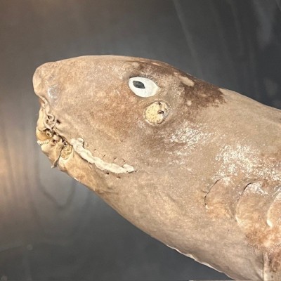 Requin Chabot Bambou naturalisé - Chiloscyllium punctatum