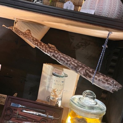 Small-spotted catshark naturalized - Scyliorhinus canicula