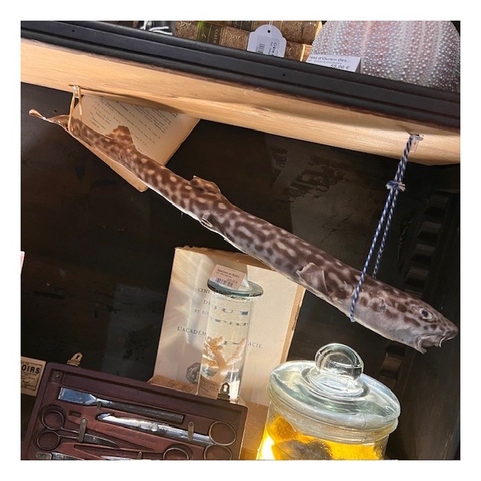 Small-spotted catshark naturalized - Scyliorhinus canicula Small-spotted catshark naturalized - Scyliorhinus canicula