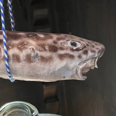 Requin roussette naturalisé - Scyliorhinus canicula
