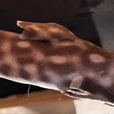 Small-spotted catshark naturalized - Scyliorhinus canicula Small-spotted catshark naturalized - Scyliorhinus canicula