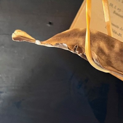 Small-spotted catshark naturalized - Scyliorhinus canicula Small-spotted catshark naturalized - Scyliorhinus canicula