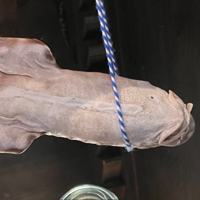 Requin roussette naturalisé - Scyliorhinus canicula