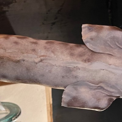 Small-spotted catshark naturalized - Scyliorhinus canicula Small-spotted catshark naturalized - Scyliorhinus canicula