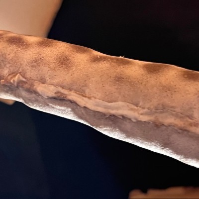 Requin roussette naturalisé - Scyliorhinus canicula